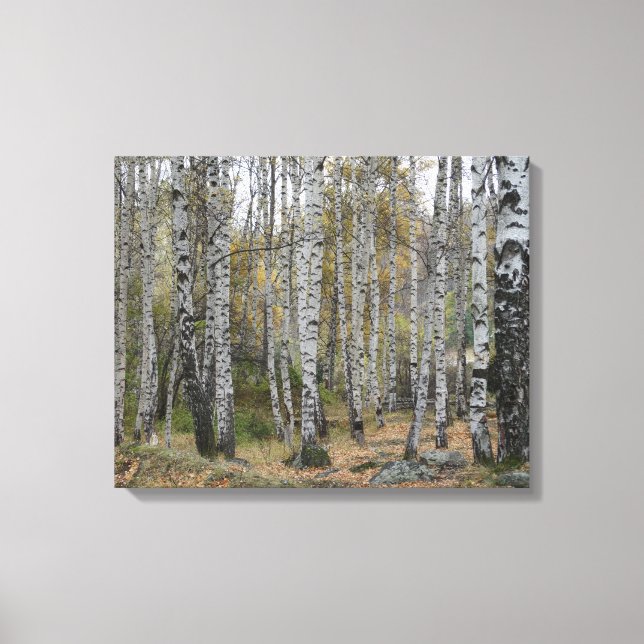 Birch Forrest Autumn Photo Single Canvas Print (Front)