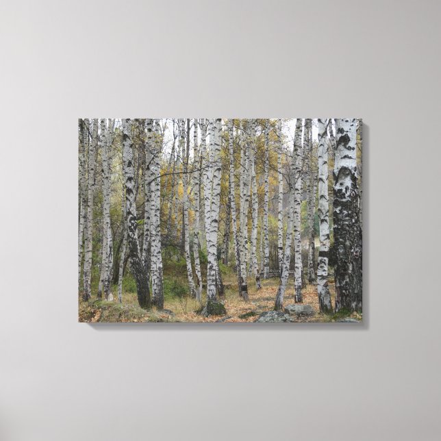 Birch Forrest Autumn Photo Single Canvas Print (Front)
