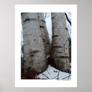 Birch Grove Poster
