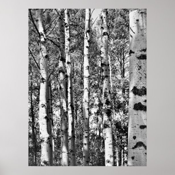 Birch Tree Posters, Prints & Poster Printing | Zazzle CA