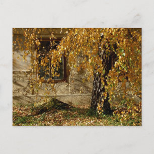 Birch In Autumn Postcard