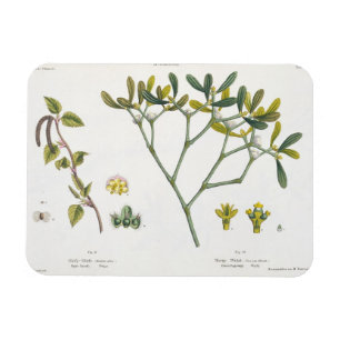 Birch (left) and Mistletoe (right), fig. 9 and 10 Magnet
