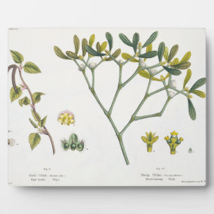 Birch (left) and Mistletoe (right), fig. 9 and 10 Plaque