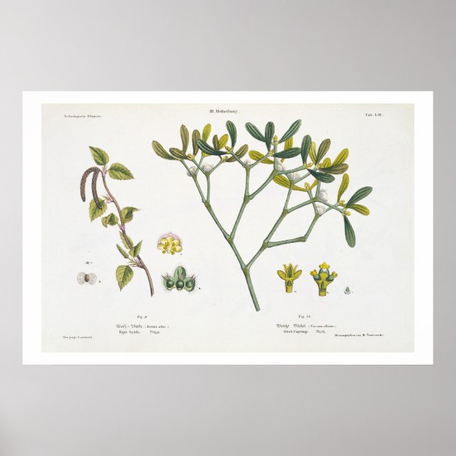 Birch (left) and Mistletoe (right), fig. 9 and 10 Poster (Front)