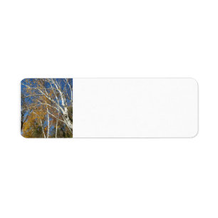 Birch tree