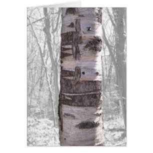 Birch Tree