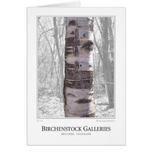 Birch Tree