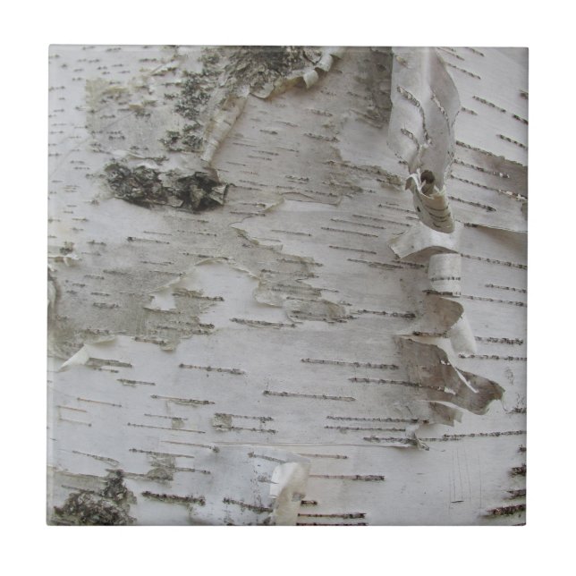 Birch Tree Bark Peeled Old Photo Art Tile (Front)