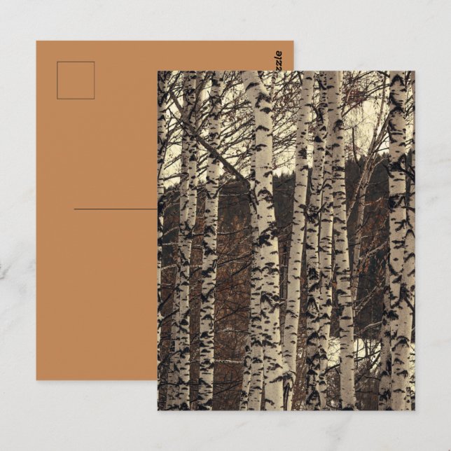 Birch Tree Forest Nature Postcard (Front/Back)