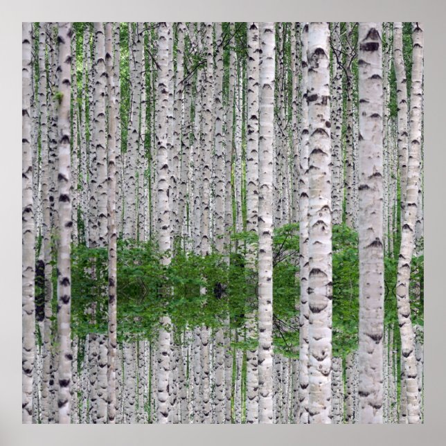 Birch Tree Forest Nature Poster (Front)