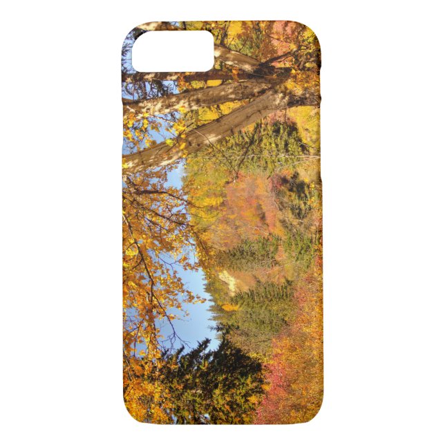 Birch Tree in Autumn Case-Mate iPhone Case (Back)
