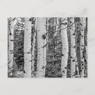 Birch Tree In Woods Postcard