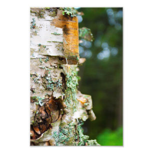 Birch tree peeling bark, Maine Photo Print