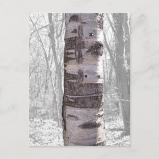 Birch Tree Postcard