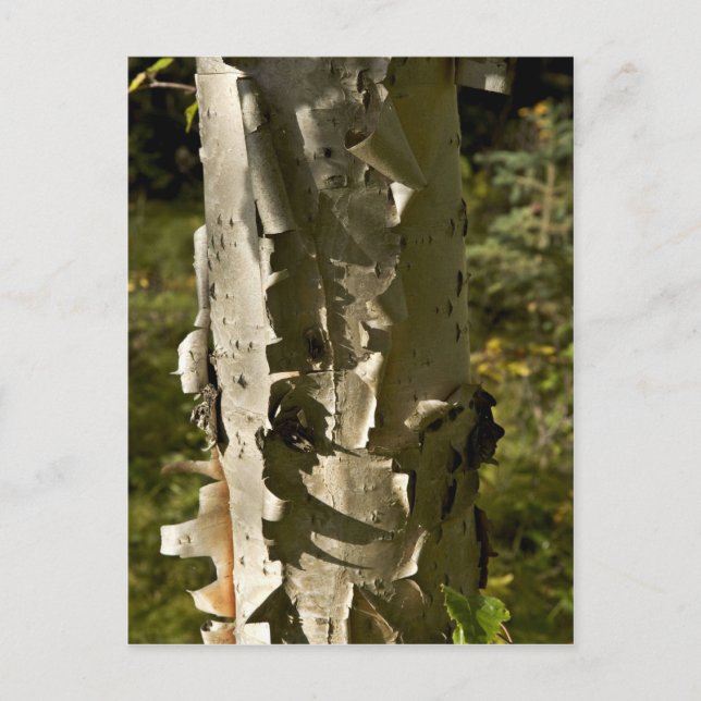 Birch tree postcard (Front)