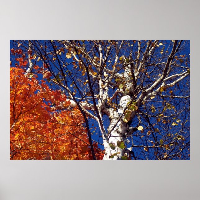 Birch Tree Top Poster (Front)