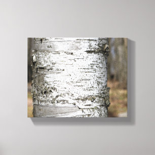 Birch Tree Trunk Birch Bark Close-Up Colour 8x10 Canvas Print