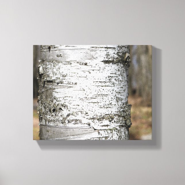 Birch Tree Trunk Birch Bark Close-Up Colour 8x10 Canvas Print (Front)