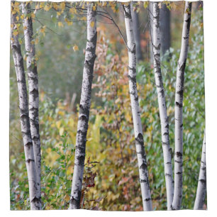 Birch Trees