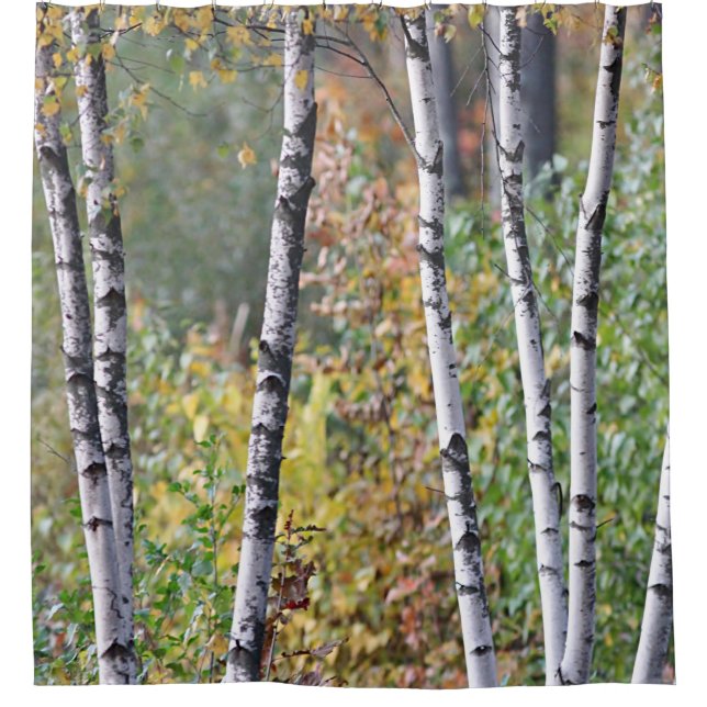 Birch Trees (Front)