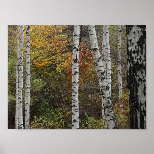 Birch Trees Automne Photo Valeur Poster Papier (Devant)