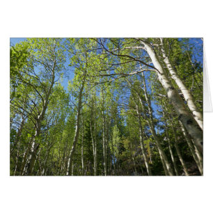 Birch Trees d'été à Rocky Mountain