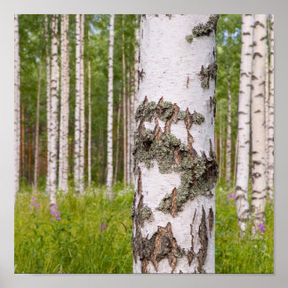 birch trees in Finnish forests Poster