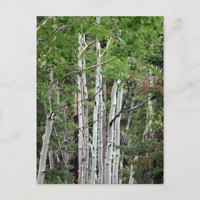 Birch Trees Mount Charleston Nevada  Postcard (Front)