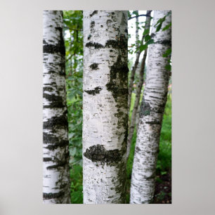 Birch trees poster