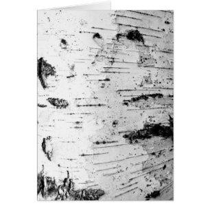 Birch trunk