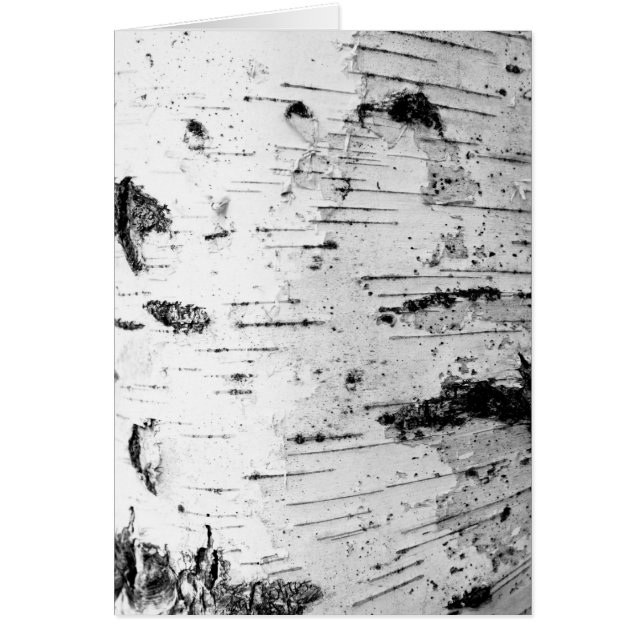 Birch trunk (Front)