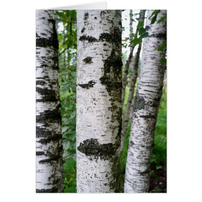 Birch trunk (Front)
