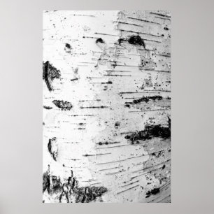Birch trunk poster