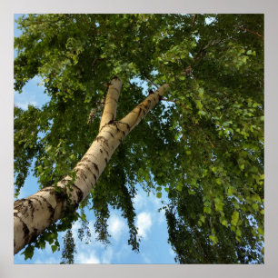 birch umbrella poster