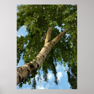 birch umbrella poster