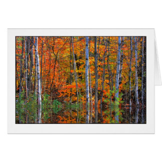 Birches in Highwater