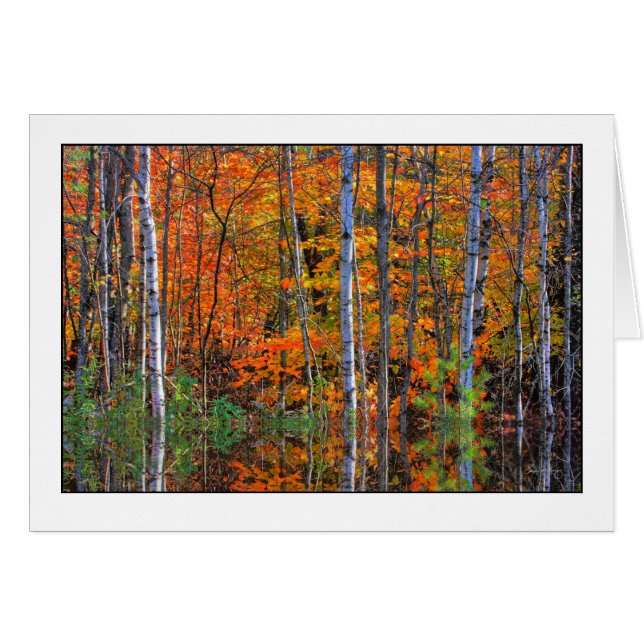 Birches in Highwater (Front Horizontal)