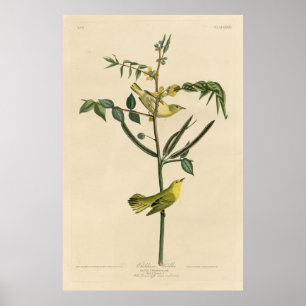 Bird, America, Children Warbler, Audubon, Vintage Poster