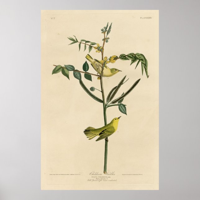 Bird, America, Children Warbler, Audubon, Vintage Poster (Front)