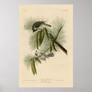 Bird, America, Crested Titmouse, Audubon, Vintage Poster