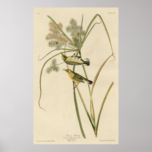 Bird, America, Prairie Warbler, Audubon, Vintage Poster (Front)