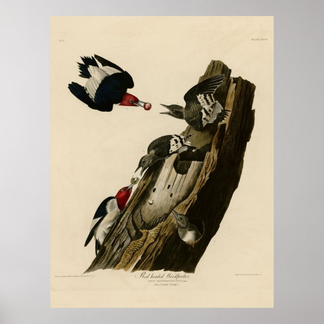 Bird, America, Red Headed Woodpecker, Audubon, Vin Poster (Front)