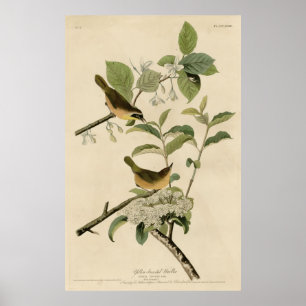 Bird, America, Yellow Breasted Warbler, Audubon Poster