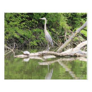 bird and turtle photo print