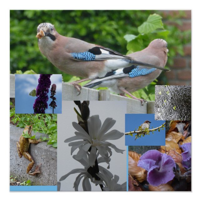 Bird Animal Plants Collage Square Poster (Front)