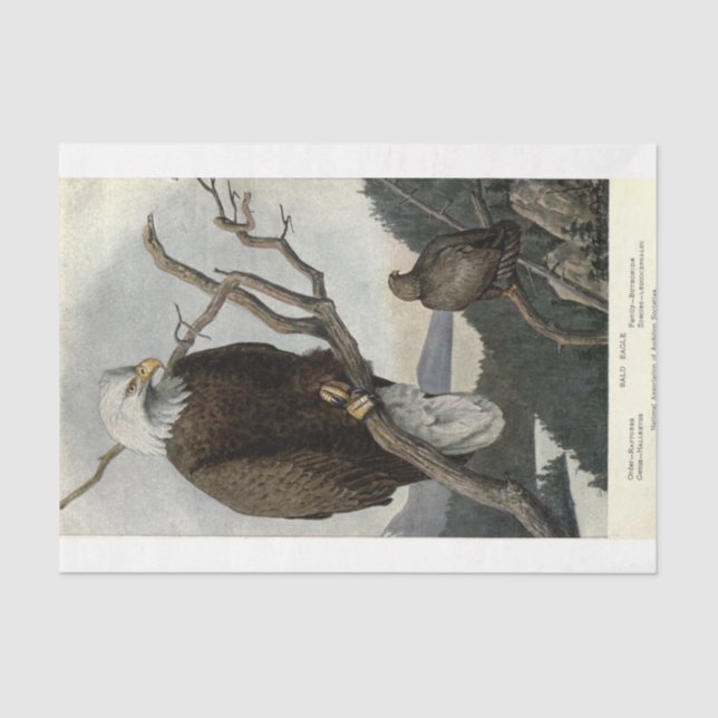 Bird Bald Eagle Ephemera Decoupage Tissue Paper (Front)