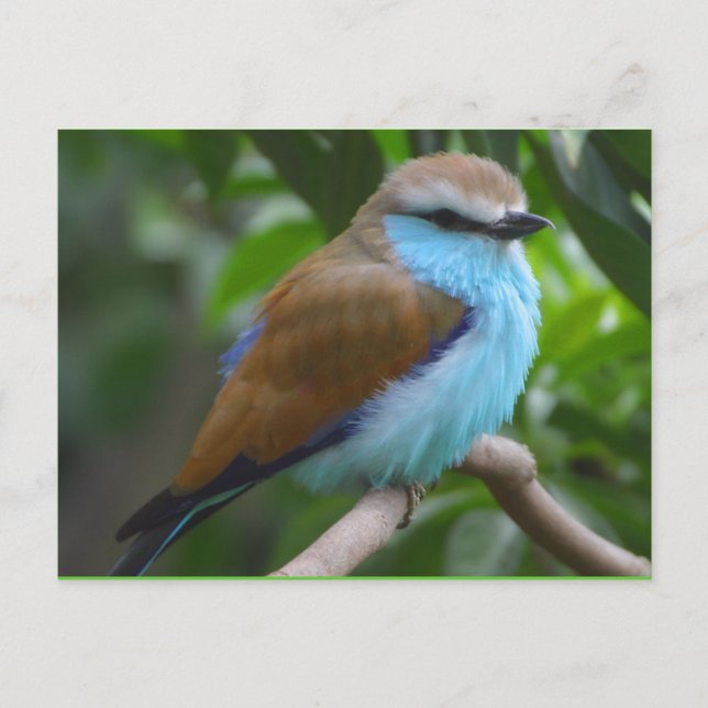Bird: Beautiful Brown and Blue Bird Postcard (Front)