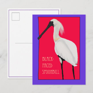 Bird -- Black Faced Spoonbill Postcard