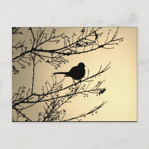 "Bird Black" JTG Art Postcard