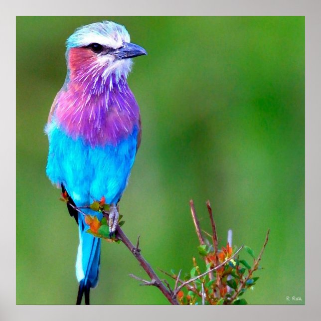 Bird Blue Poster (Front)